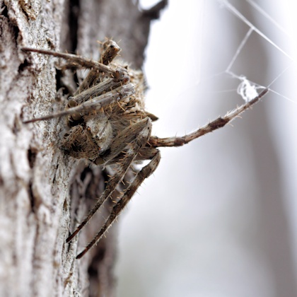 Garden Orb-Weaver (Eriophora pustulosa) (Eriophora pustulosa)